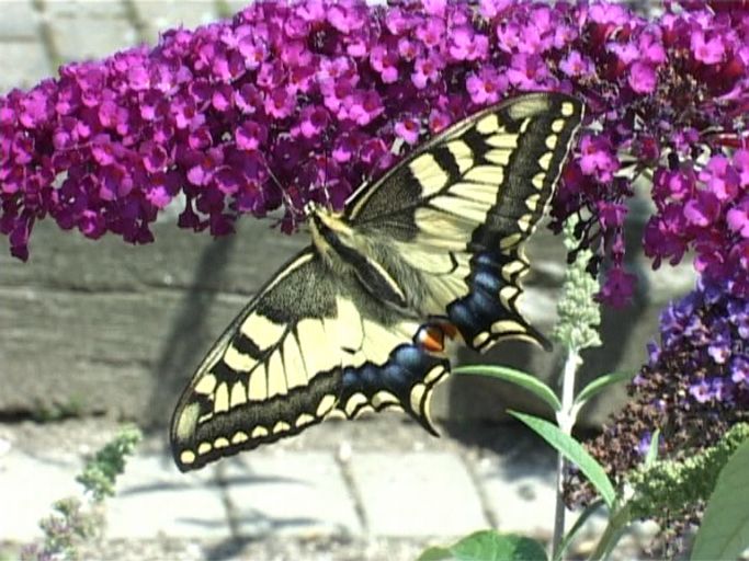 Schwalbenschwanz ( Papilio machaon ), auf Sommerflieder : Kevelaer-Twisteden, Niederrheinpark Plantaria, 14.07.2008